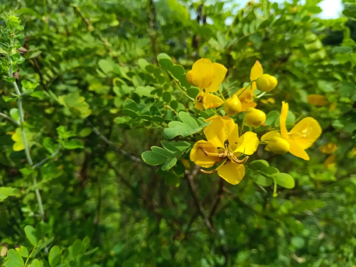 žluté květy rostliny senny