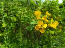 žluté květy rostliny senny