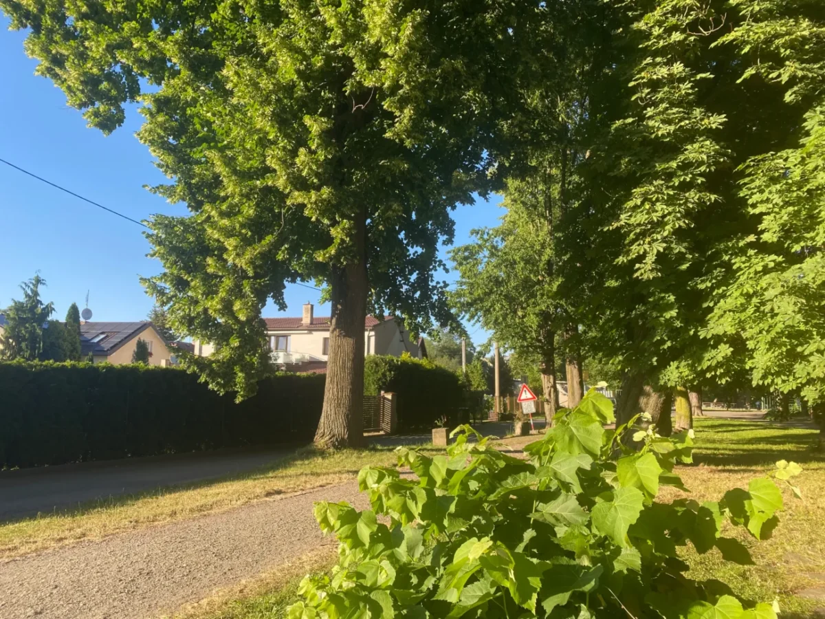 letní chodník a stromy okolo na procházce