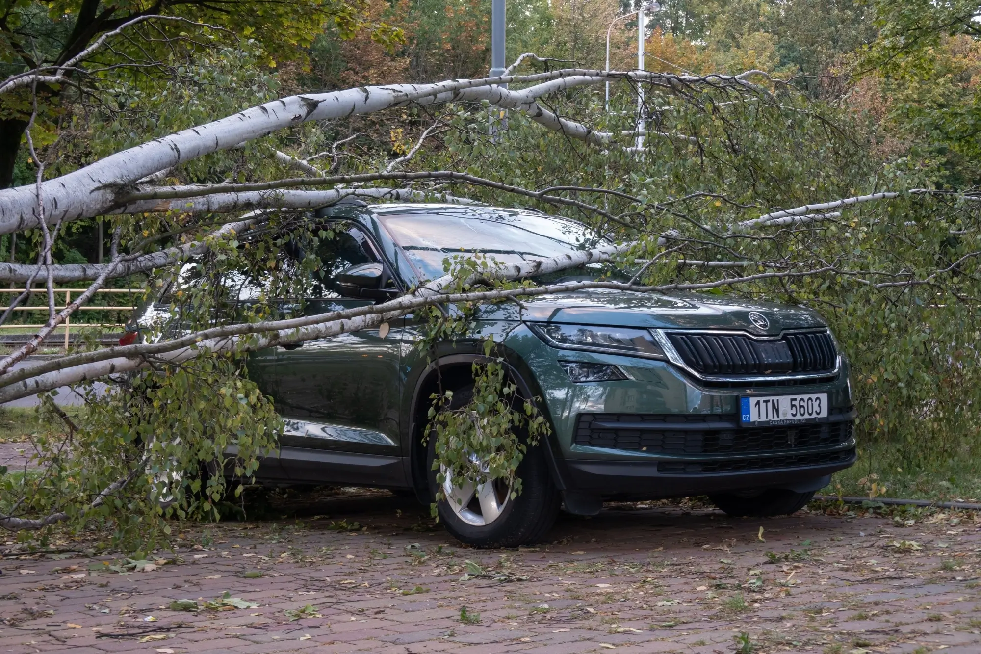 spadlý strom na auto