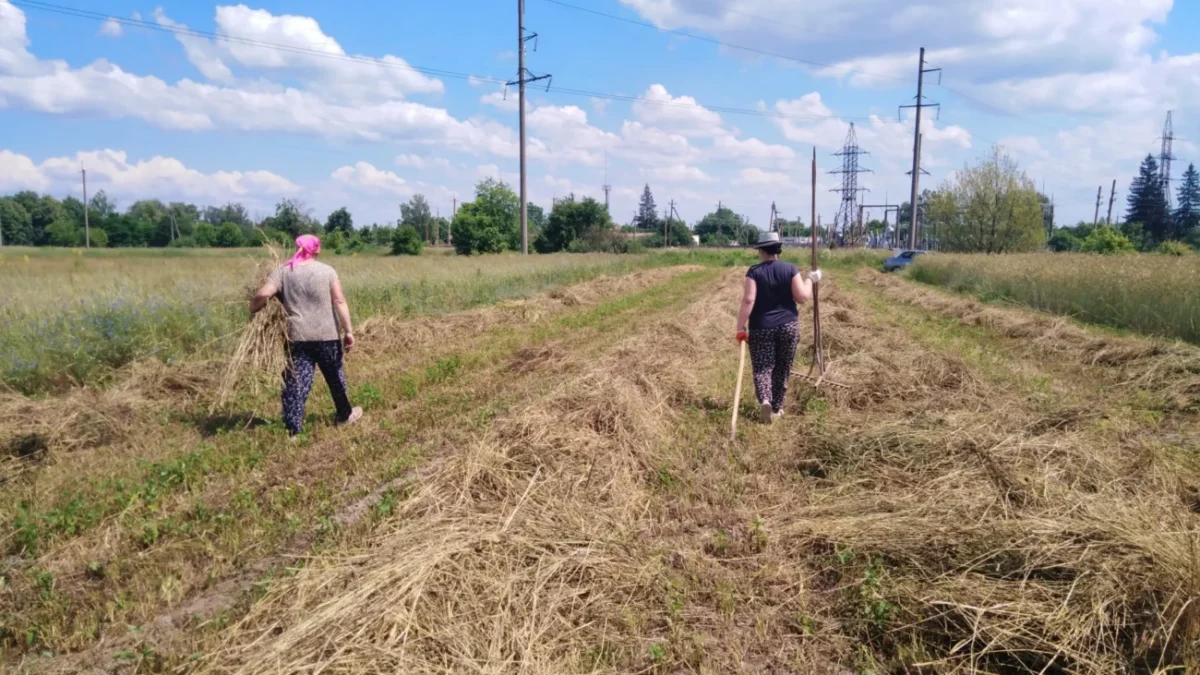 dva lidé jdou po poli kde jsou určitě telata