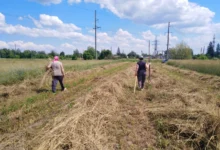 dva lidé jdou po poli kde jsou určitě telata