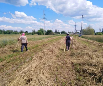 dva lidé jdou po poli kde jsou určitě telata