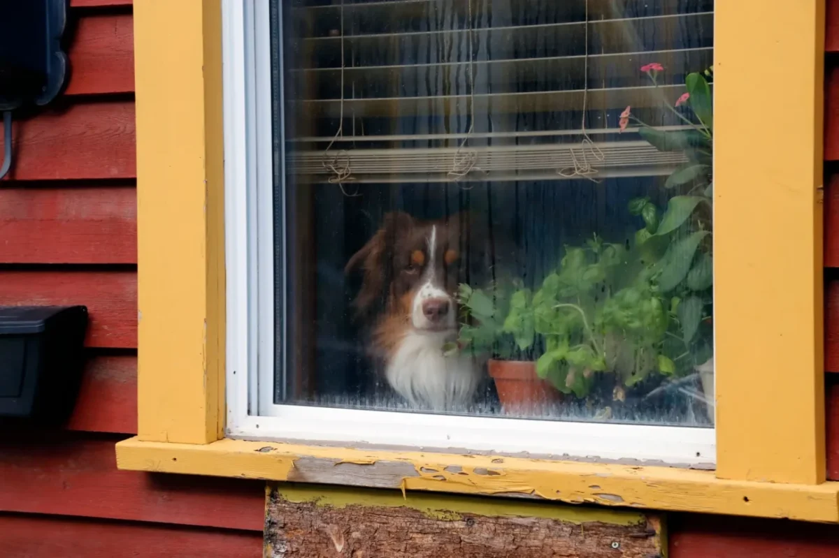 Pes který smutně kouká z okna.