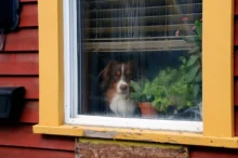 Pes který smutně kouká z okna.