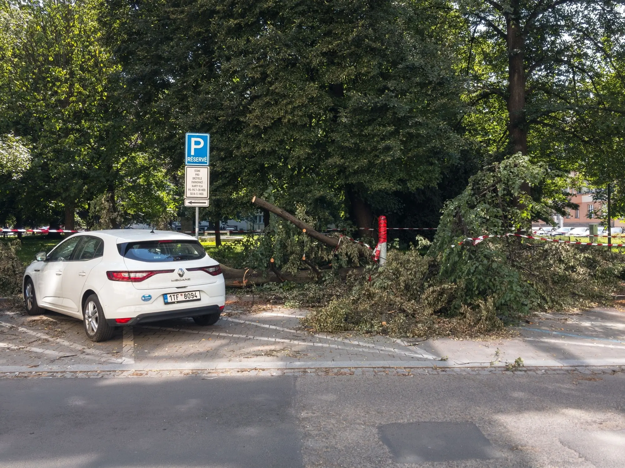 spadlý strom