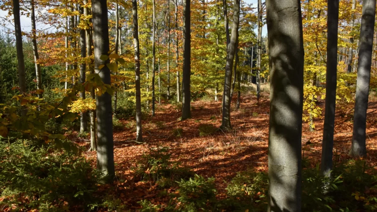 listnatý les
