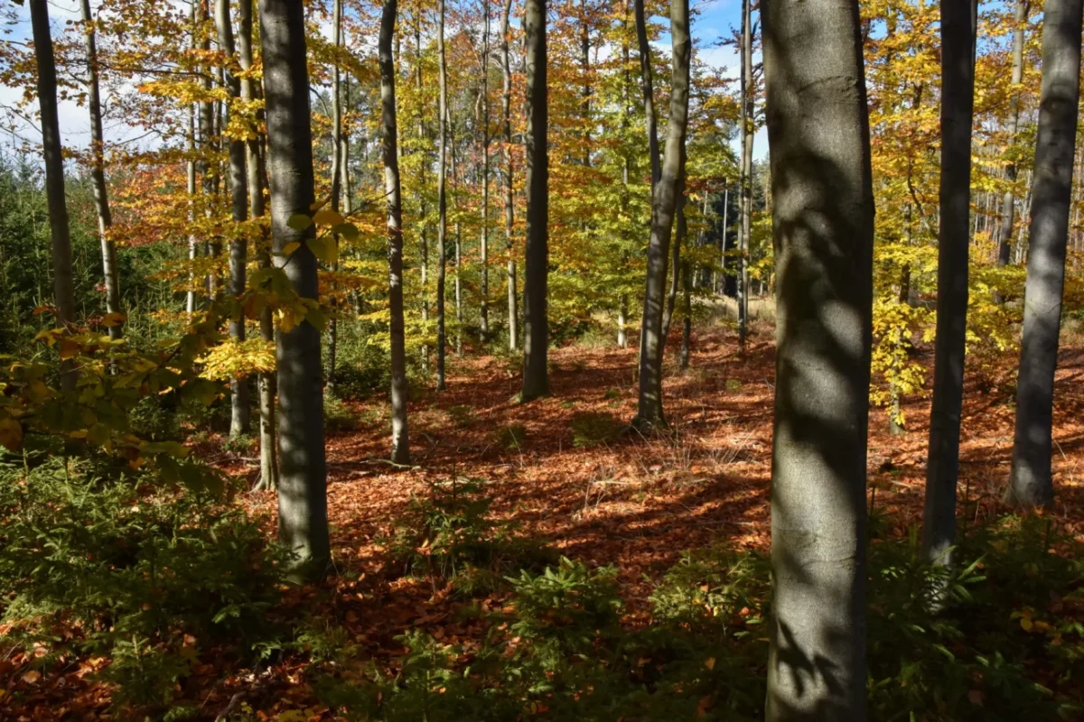 listnatý les