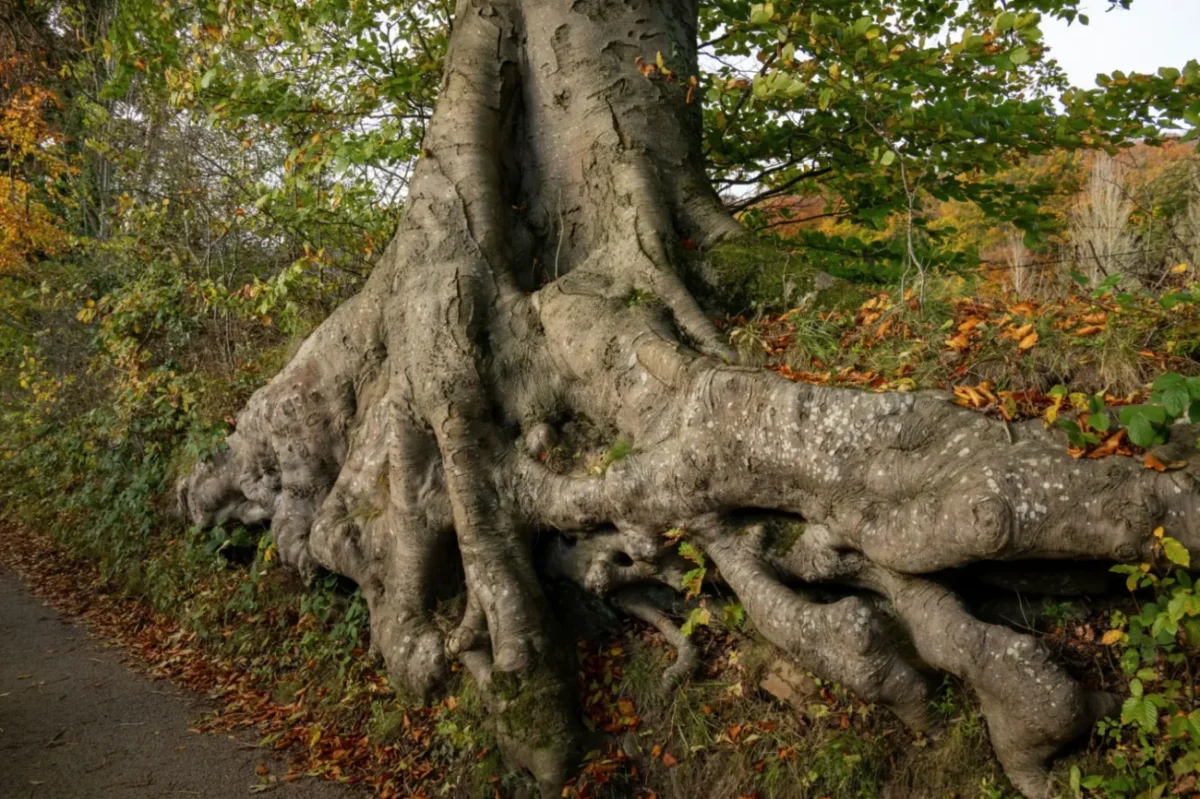 strom s odhalenými kořeny