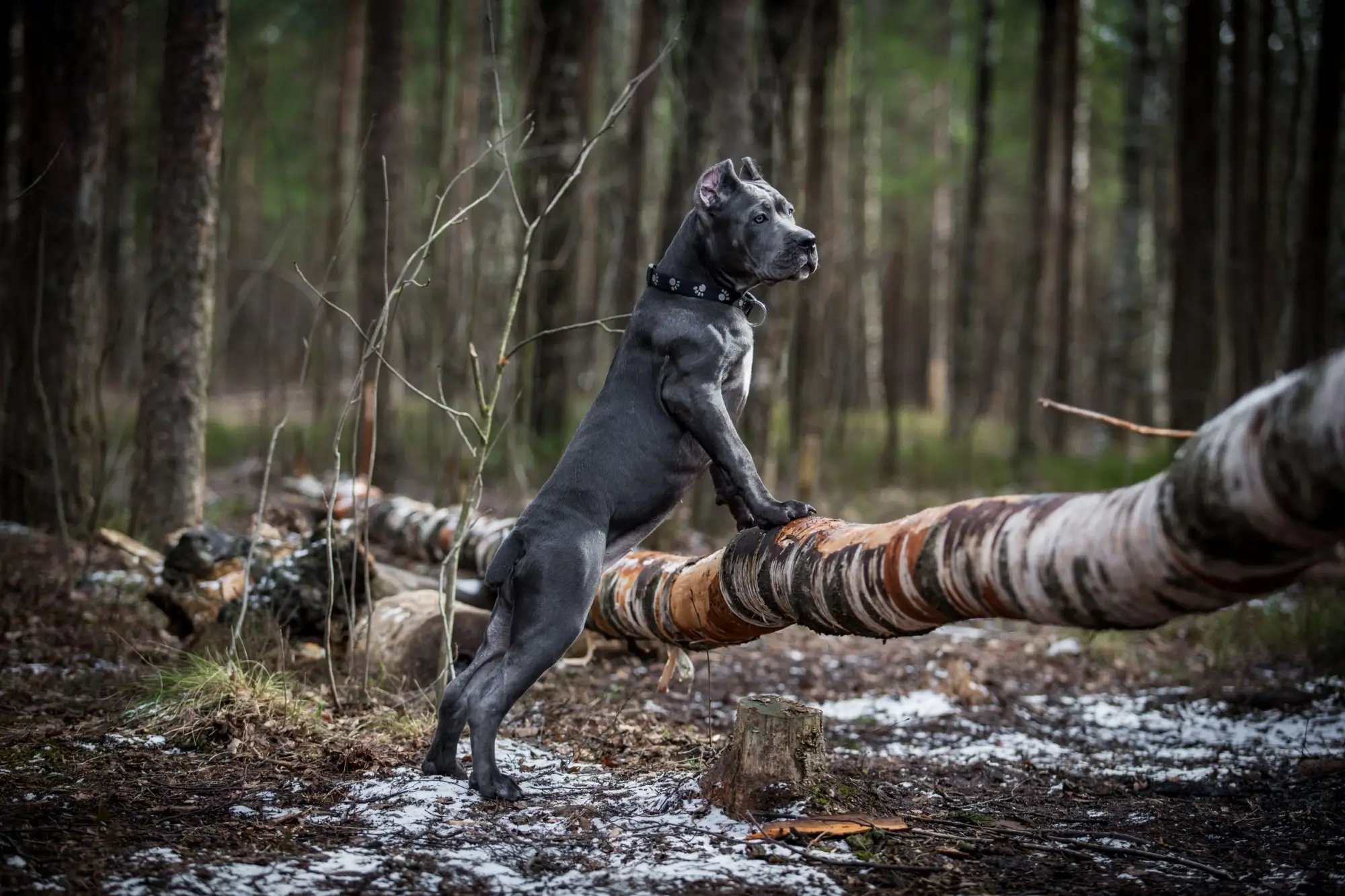 Molossoidní pes Cane Corso | TVGURU.cz Molossoidní pes Cane Corso