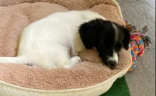 pejsek leží v pelíšku a spí