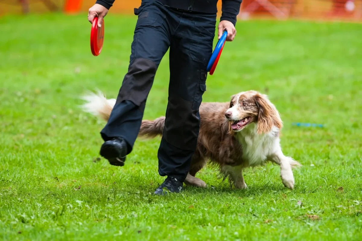 pes obíhá člověka