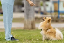Některé rasy plní pokyny s velkou ochotou