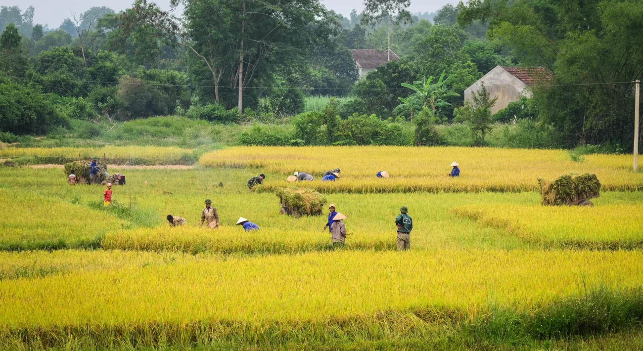 shutterstock_1457061197-2 | TVGURU.cz Farmáři na polích ve Vietnamu.