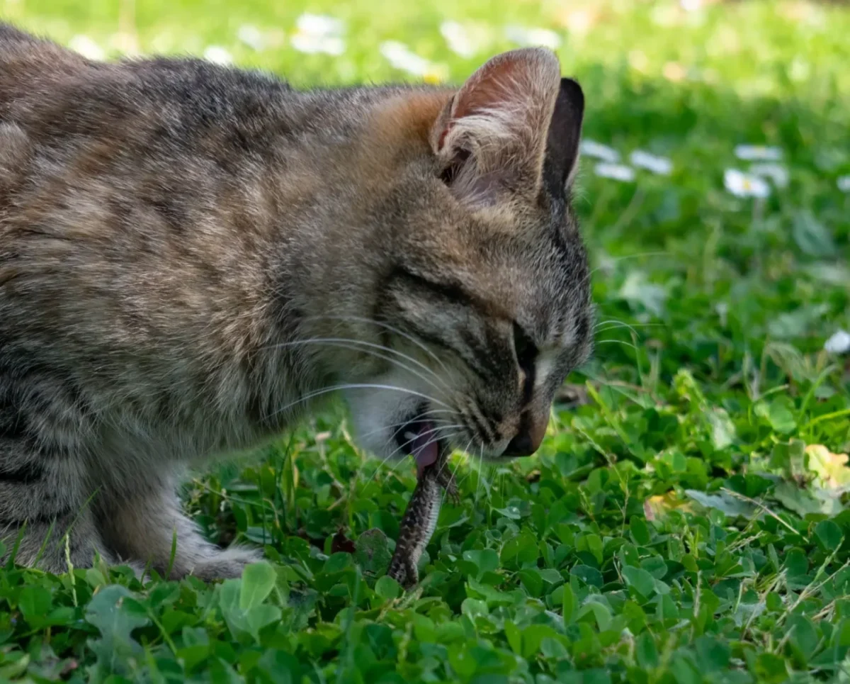 Kočka venku jí ještěrku.