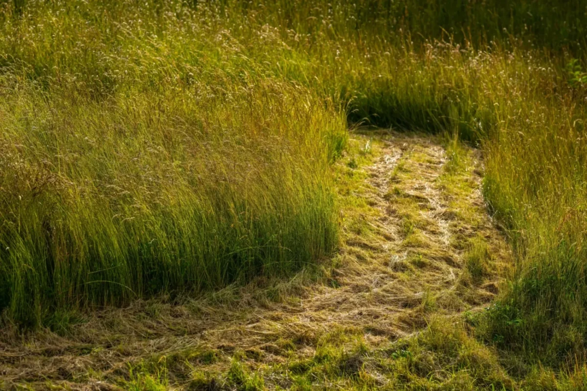 pěšina vyšlapaná uprostřed vysoké trávy