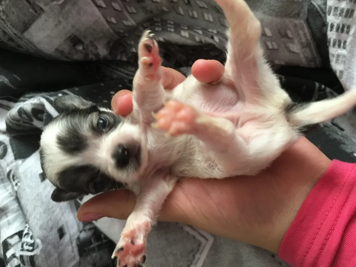 pejsek který se narodil v dlaních