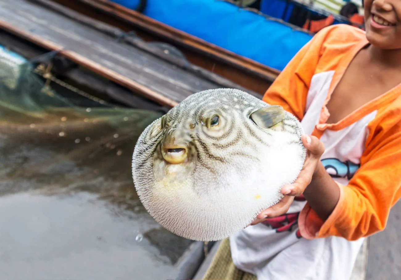 shutterstock_661384333-2 | TVGURU.cz Žena v ruce drží rybu fugu.