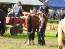 Žena stojí u koně.