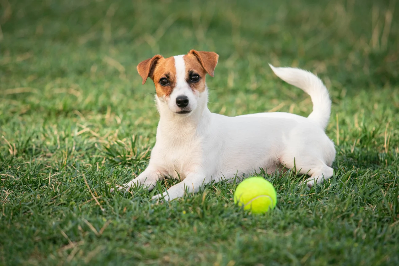 Jack Russell teriér ležící u míčku. 