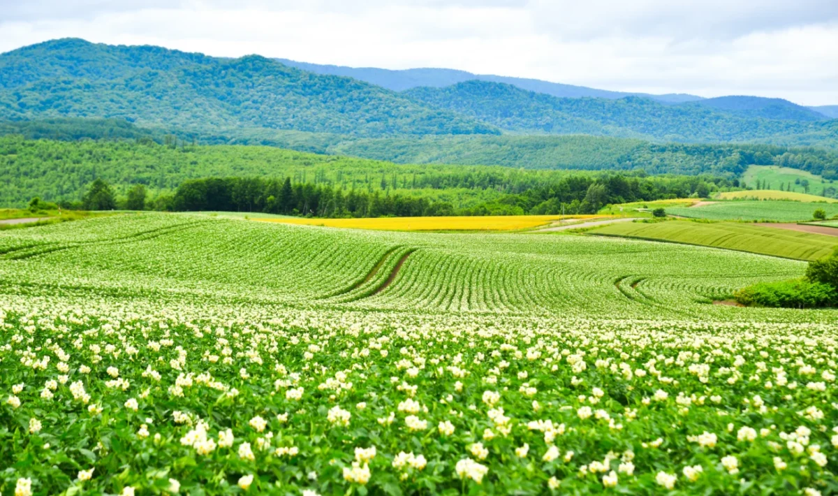 lán bramborového pole - zelený, kvetoucí