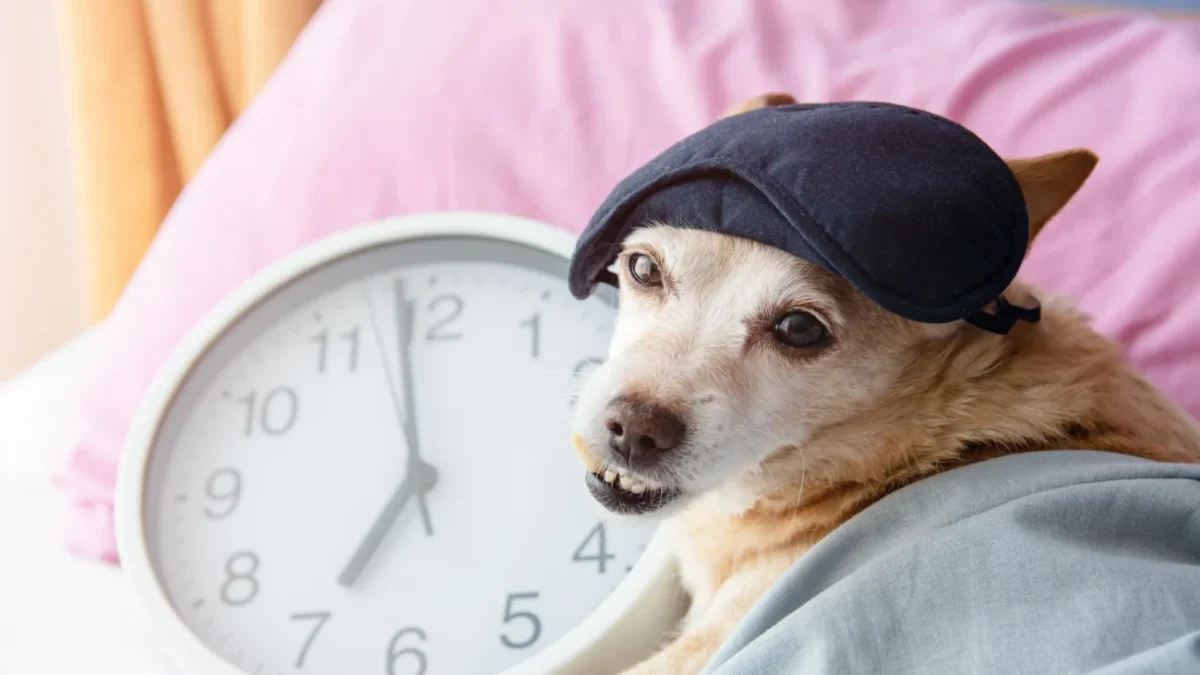 shutterstock_1880592724-2