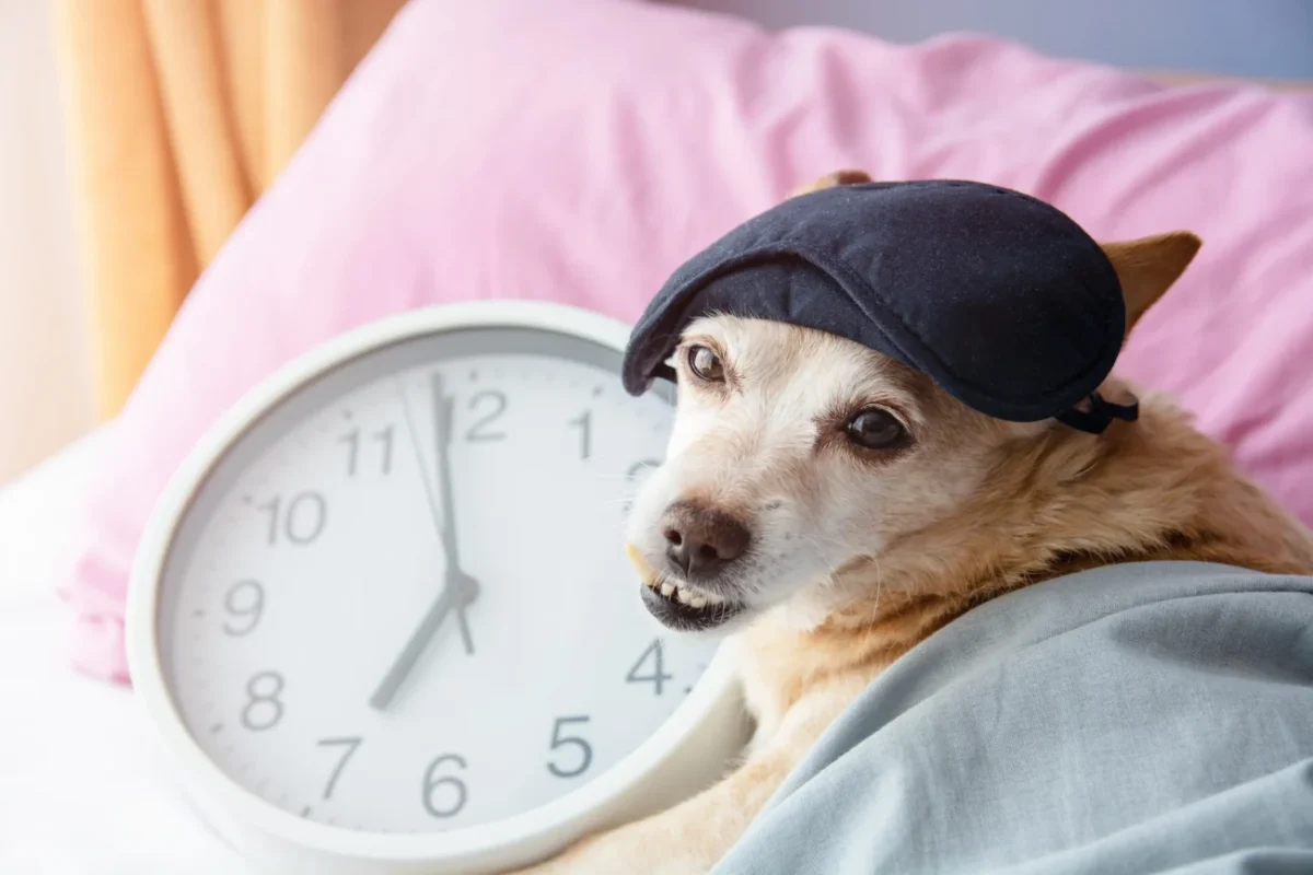 shutterstock_1880592724-2