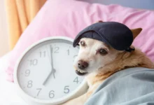 shutterstock_1880592724-2
