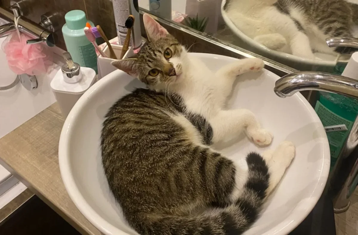 kočka v umyvadle odpočívá