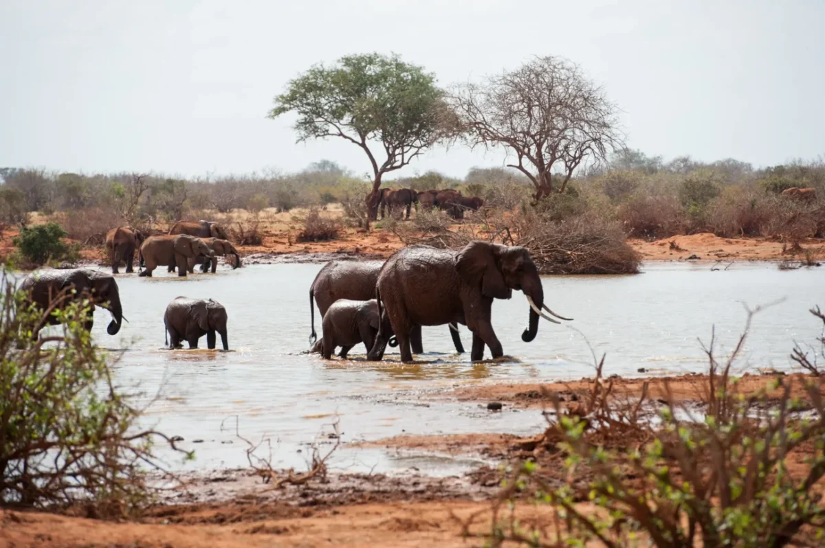 Stádo slonů ve vodě v Keni.