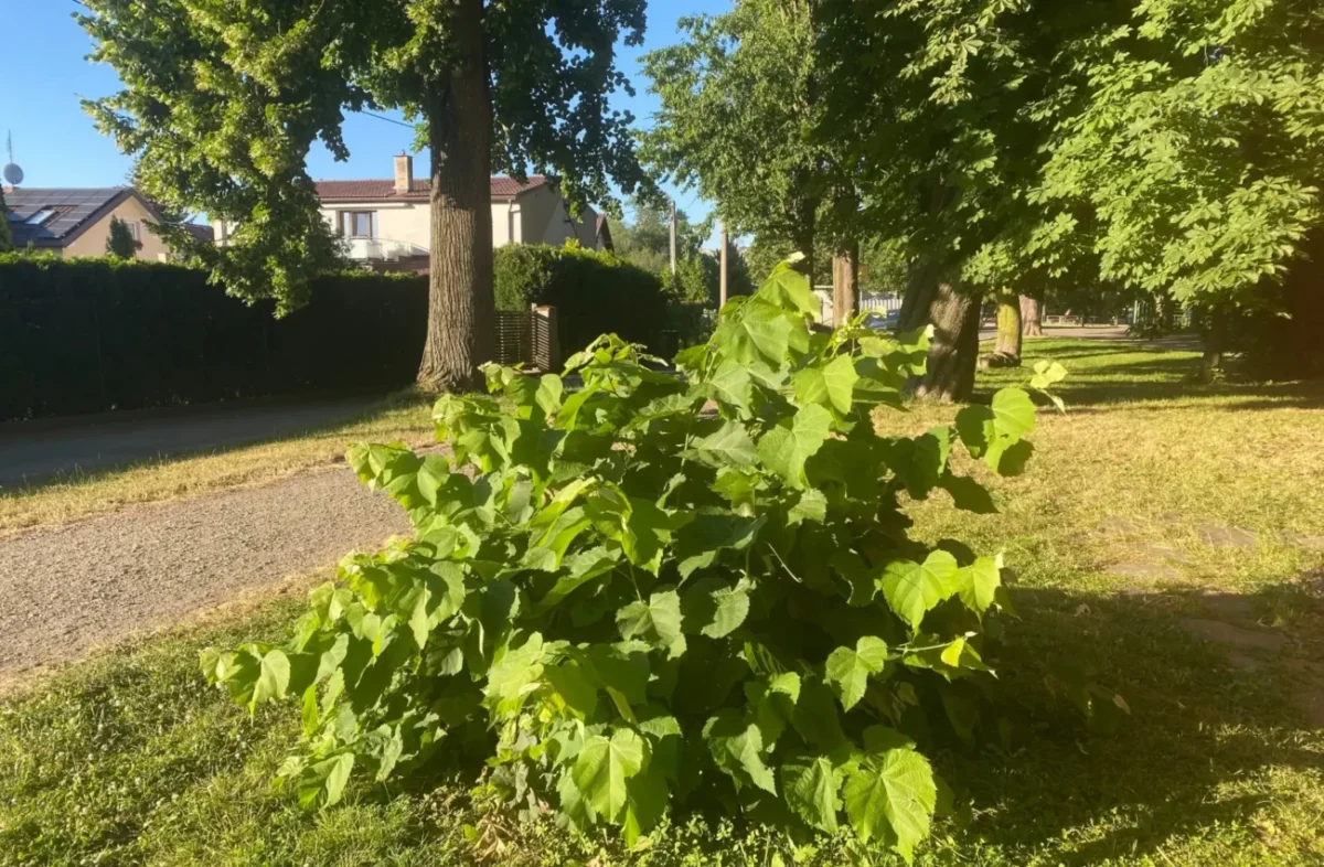 letní počasí a zelené keře v parku