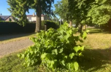 letní počasí a zelené keře v parku