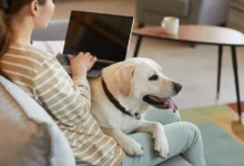 žena na gauči s notebookem, leží na ní pes