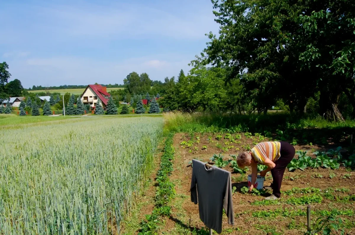 Babička pracuje na poli.