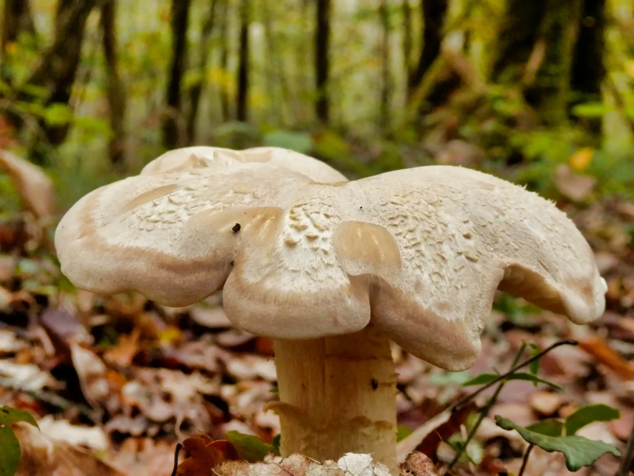 Detailní záběr na závojenku olovovou.
