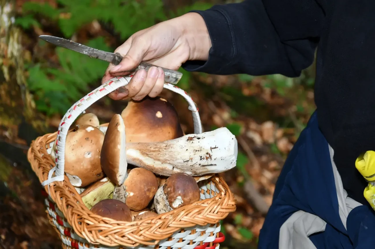 Z jedlých hub se mohou stát jedovaté pokud je špatně uskladníte Shutterstock | TVGURU.cz košík hub