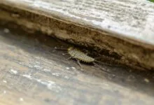 Lepisma saccacharina si libuje na hnijícím dřevě