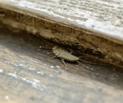 Lepisma saccacharina si libuje na hnijícím dřevě