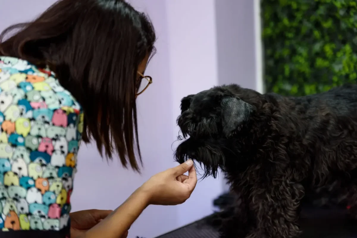 žena dává psovi pamlsek za odměnu