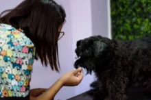 žena dává psovi pamlsek za odměnu