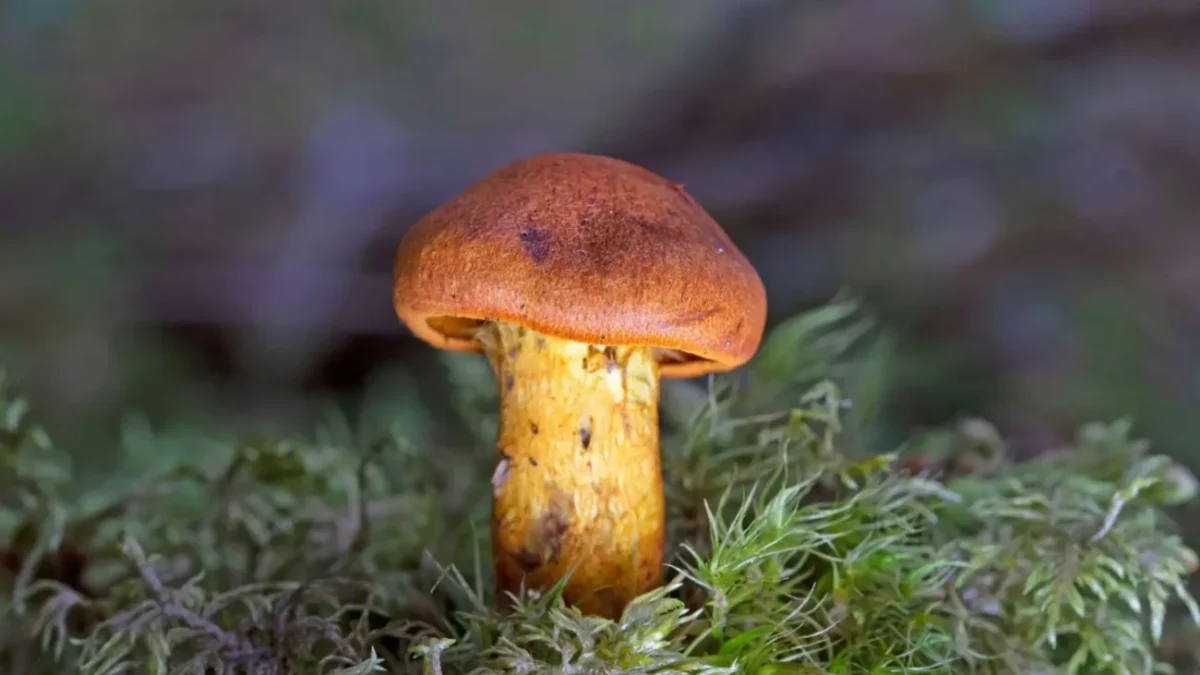 Cortinarius orellanus