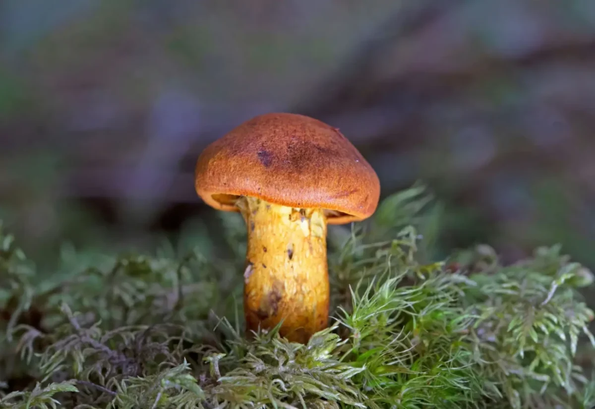 Cortinarius orellanus