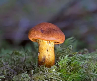 Cortinarius orellanus