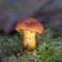 Cortinarius orellanus