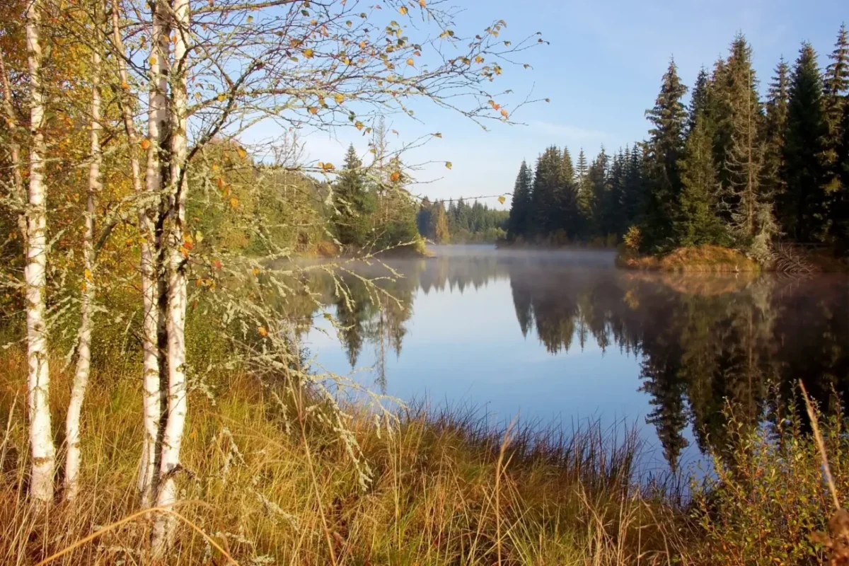 Jezírko vykukující v lese za stromy.