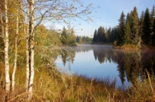 Jezírko vykukující v lese za stromy.