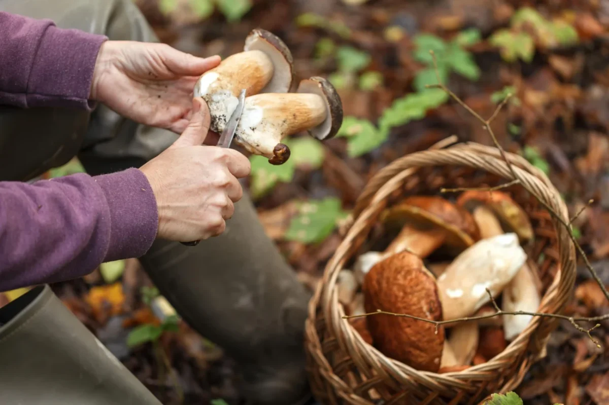 žena okrajuje houby v lese