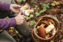 žena okrajuje houby v lese