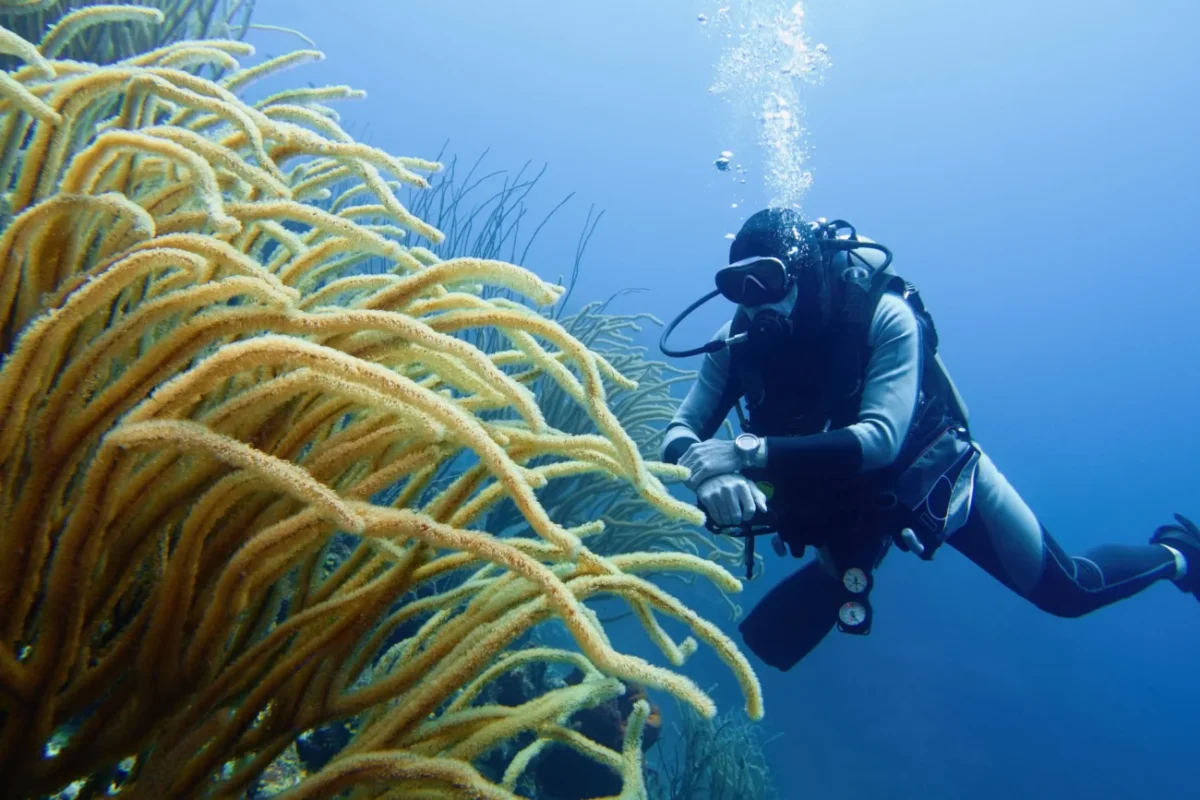 potápěč u korálů