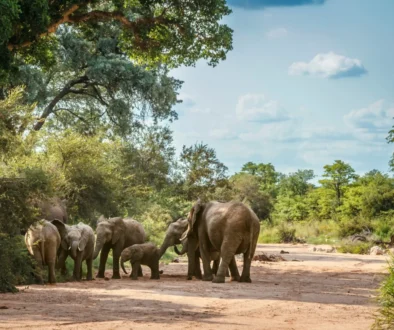Afrika.